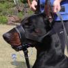 Gentle Dog Muzzle, Padded view 4