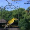 Parrot Swing for Outdoor Use view 3