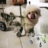 Generic Adjustable Dog Wheelchair for All Four Legs, Lightweight Pet Cart for Small Dogs and Cats, Front and Hind Leg Support, Includes Leash view 1