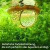 Nsawtasche Aquarium Cave Tunnel 2-Piece Set, Transparent Floating Decor for Betta Fish and Small Aquatic Animals view 2