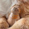 2pcs Clear Cat Hair Storage Bottle Decorative Charm view 4