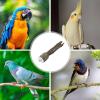 Wooden Bird Perches | Bird Platforms | Wooden Stand Toys view 4