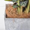 Bird Nesting Material - Natural Coco Liner | Dust-Free Coconut Fiber Basket view 2