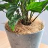 Bird Nesting Material - Natural Coco Liner | Dust-Free Coconut Fiber Basket view 3