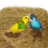 Bird Nesting Material - Natural Coco Liner | Dust-Free Coconut Fiber Basket view 4