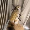 Adjustable Cockroach Costume Sewing Set with Soft Fabric for Cats view 4