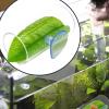 Betta Acrylic Tube with Leaf Pad view 3