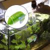 Betta Tube - Multifunctional Acrylic Tunnel view 2