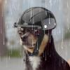 Dog Bicycle Helmet view 4