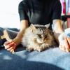 GTFYUDGH Pet Flea Comb for Dogs and Cats view 2