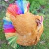 Chicken Costume - Fun Pet Dress view 3