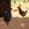 4-Piece Chicken Nesting Mats view 2