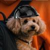 Adjustable Breathable Windproof Dog Helmet view 2