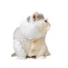 frissin Soft Cozy Cat Clothing, Fleece Winter Warm Lambswool Vest Sweatshirt view 1