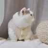 frissin Soft Cozy Cat Clothing, Fleece Winter Warm Lambswool Vest Sweatshirt view 2