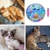 Trochate Cat Water Play Mat, Thickened Travel Cooling Pad for Pets view 4