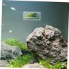 PENIKOKO Transparent Acrylic Betta Tunnel with Sturdy Construction and Multifunctional Design view 4