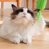 Pyasuye Corner-Mounted Cat Groomer and Massage Brush view 3