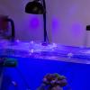 Aquarium Cover Clips - Acrylic Lid Holders view 3