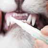 Dog Dental Cleaning Pen view 2