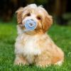 Generic Kitten Soother Pacifier | Pet Calming Pacifier for Puppies | 4-Pack Butterfly-Shaped Companion for Home Travel view 2
