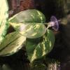 Aquarium Plants with Suction Cup view 3
