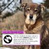 STRAYZ Organic Dog Treats, 100% Chicken | 5 x 80 g view 4