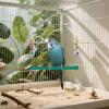 Chicken Swings with Bell, Chicken Toy for Coop with 2 Rattan Balls view 2