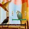 Chicken Swings with Bell, Chicken Toy for Coop with 2 Rattan Balls view 3