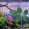 Artificial Aquarium Plant with Suction Cup view 3