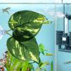 Doiyislem Betta Bed for Aquarium view 3