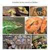 Lpoppcx Resin Climbing Branch for Snakes and Lizards view 4