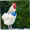 Abaodam Adjustable Chicken Harness with Leash view 4
