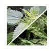 Herbs From Poland Dried Nettle Herb, Whole Natural Herb Without Artificial Additives, Ideal for Infusions and Seasoning (500 g, Nettle Herb) view 2