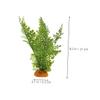 HEMOTON 2-Piece Artificial Plants for Bearded Dragon Terrarium view 2