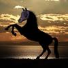 UV-Resistant Horse Face Mask for Outdoor Adventures view 4