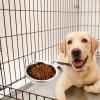 Portable Dog Water Bowl, Leak-Proof Stainless Steel view 3