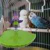 Parrot Cage Stand Interactive Bird Accessory Playground view 3