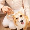 Dog Del Hair Removal Brush for Cats and Dogs view 3
