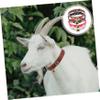 Adjustable Goat Collar with Bell, 4-Piece PU Pack view 4