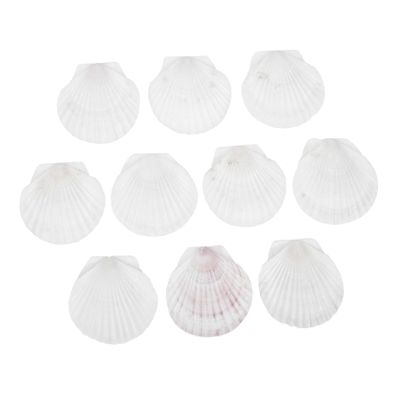 NUOBESTY 10-Piece Large Natural Scallop Shells for Crafts, Cooking, Baking, and Decoration