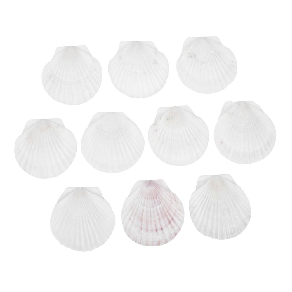 NUOBESTY 10-Piece Large Natural Scallop Shells for Crafts, Cooking, Baking, and Decoration