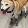 Anti-Slip Dog Socks - 2 Pairs view 2