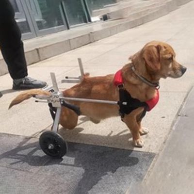 Adjustable Wheelchair for Small Dogs with Soft Harness, Size S