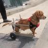 Adjustable Wheelchair for Small Dogs with Soft Harness, Size S view 1