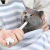 ZHENGCI Pet Pill Dispenser for Cats and Dogs with Soft Silicone Tip view 2