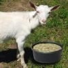 Feed Bowl: Durable Pet Dish with Stable Base for Livestock view 3