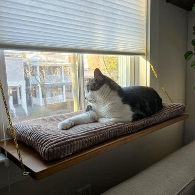 PRASKA Cat Window Perch 70 x 28 cm, Soft Cat Bed for Windowsill, Bottle Green