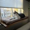 PRASKA Cat Window Perch 70 x 28 cm, Soft Cat Bed for Windowsill, Bottle Green view 1