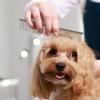 Metal Dog Comb for Grooming view 3